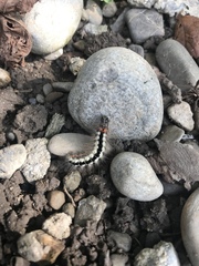 Acronicta euphorbiae