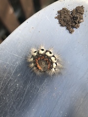 Acronicta euphorbiae