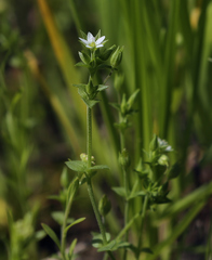 Arenaria leptoclados