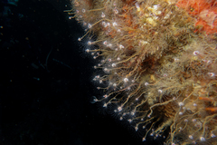 Ectopleura