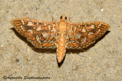 Nausinoe geometralis