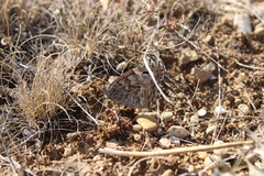 Hipparchia pellucida