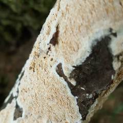 Steccherinum nitidum