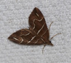 Chaetolopha leucophragma