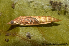 Nausinoe geometralis