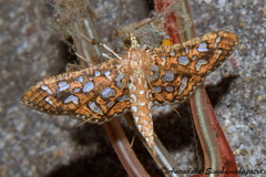 Nausinoe geometralis