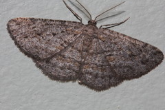 Zermizinga sinuata
