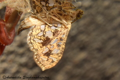 Nausinoe geometralis