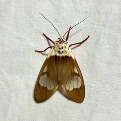 Amerila crokeri