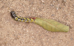 Mimallonidae