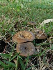 Lentinus arcularius