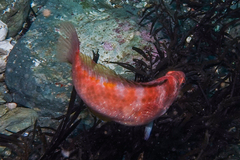 Pseudolabrus luculentus