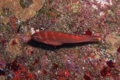 Pseudolabrus luculentus