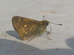 Ochlodes ochracea