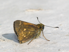 Ochlodes ochracea
