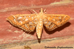 Nausinoe geometralis