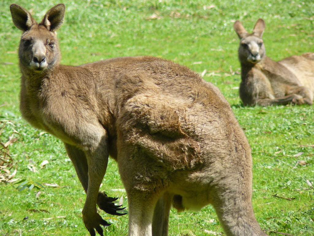 macropus-giganteus-giganteus-from-chum-creek-vic-3777-australia-on