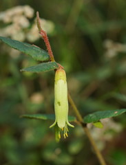 Correa reflexa lobata
