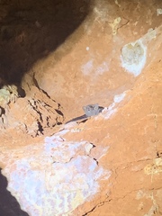 Taphozous georgianus