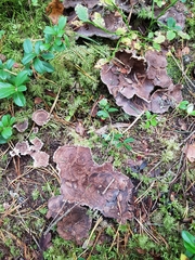 Phellodon tomentosus