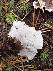 Phellodon tomentosus