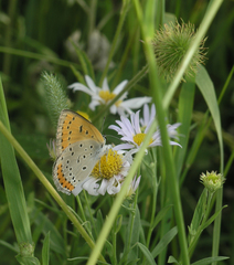 Lycaena dispar aurata