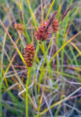 Carex rotundata
