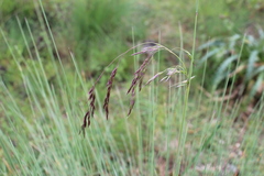 Muhlenbergia macroura
