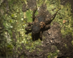 Methidrysis afflicta