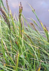 Carex aquatilis stans