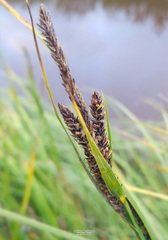 Carex aquatilis stans