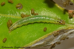 Nausinoe geometralis