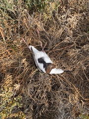Cladorhynchus leucocephalus