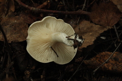 Tricholoma album