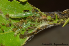 Nausinoe geometralis