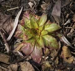 Oenothera rubricaulis
