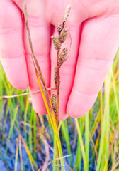 Carex aquatilis stans