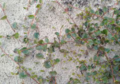 Salix nummularia