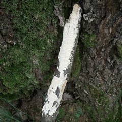 Steccherinum nitidum