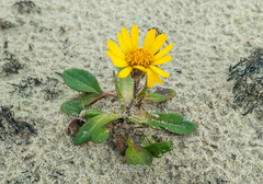 Tephroseris integrifolia atropurpurea