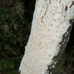 Steccherinum nitidum