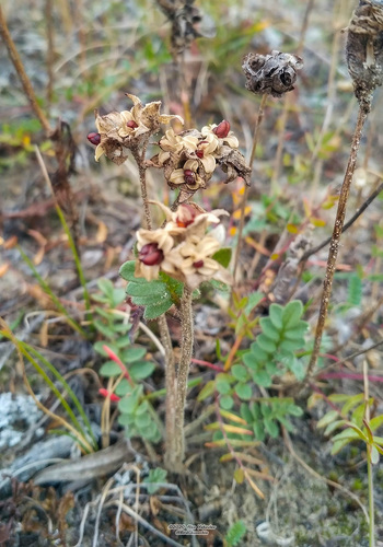 Northern Jacob's-ladder