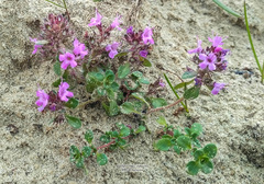 Thymus reverdattoanus