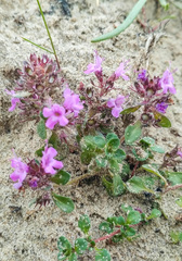 Thymus reverdattoanus
