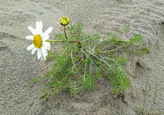 Tripleurospermum hookeri