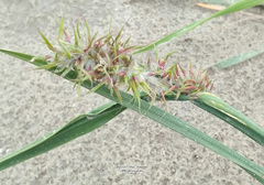 Arctagrostis latifolia