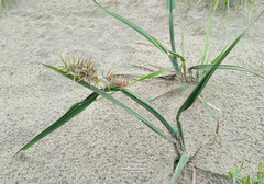 Arctagrostis latifolia