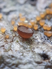 Pseudombrophila
