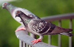 Columba livia domestica