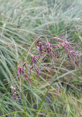Poa alpigena